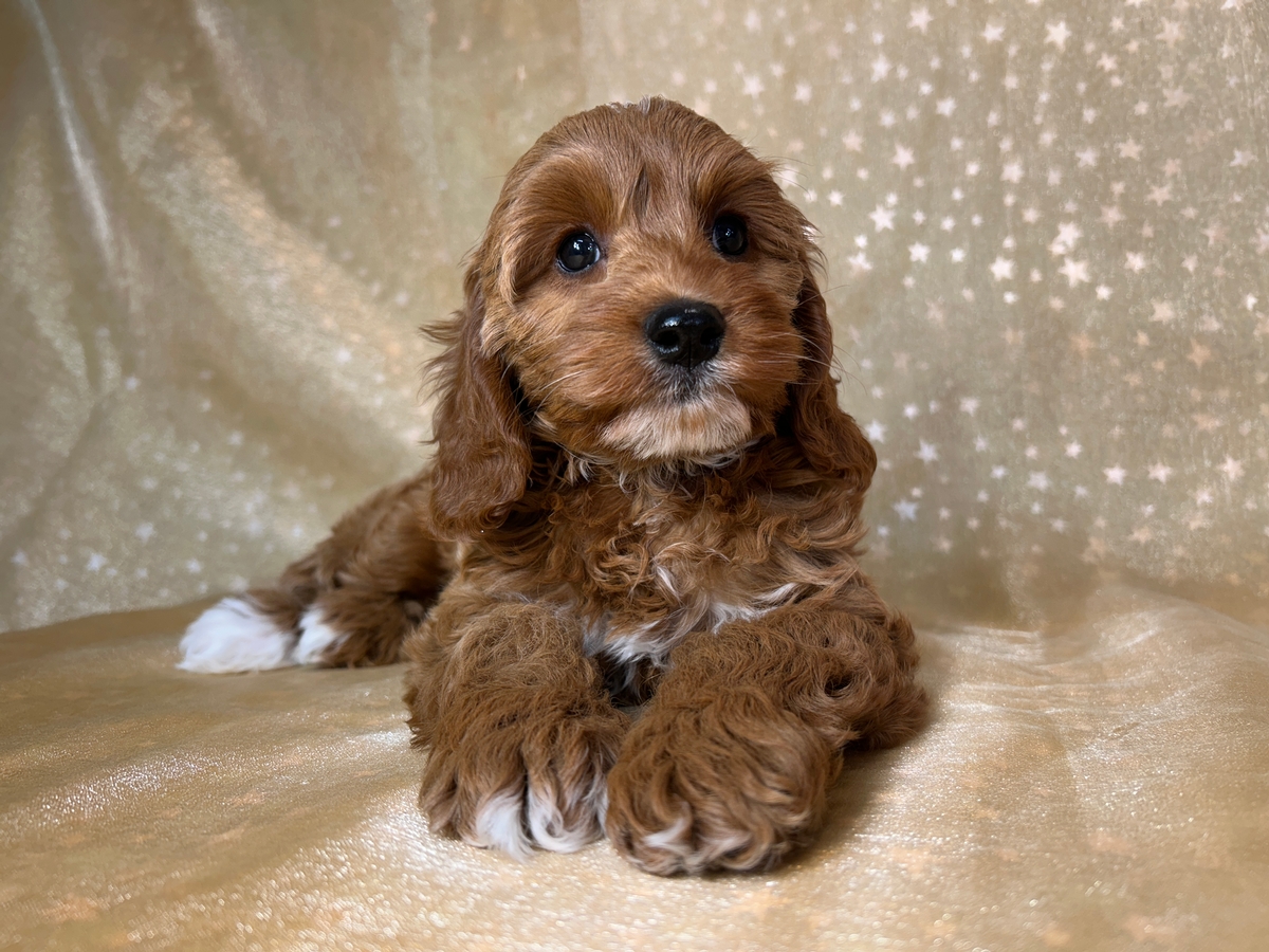 Female F1b Cockapoo Puppy for Sale DOB 3-31-2026 $950